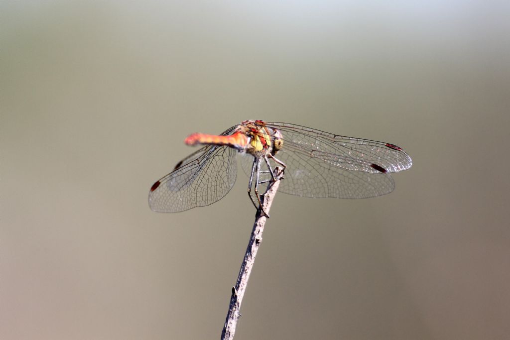 Sympetrum striolatum